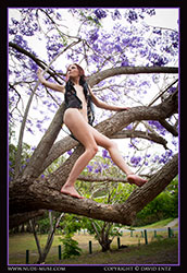 adrienne jacaranda tree