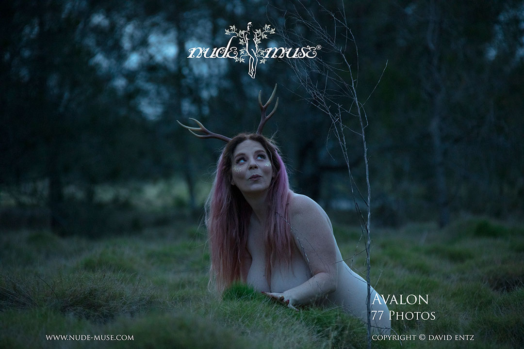 avalon nude deer